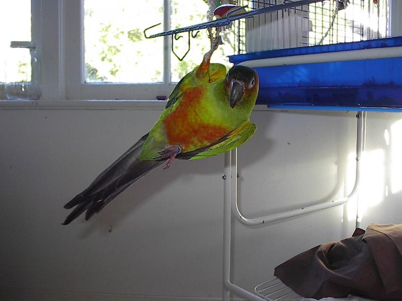 Hanging bird